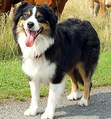 Australian Shepherd hvalpe salg sælges hund hunde hyrdehund kennel red blue merle club algility border collie breeder Shepherds America Asca