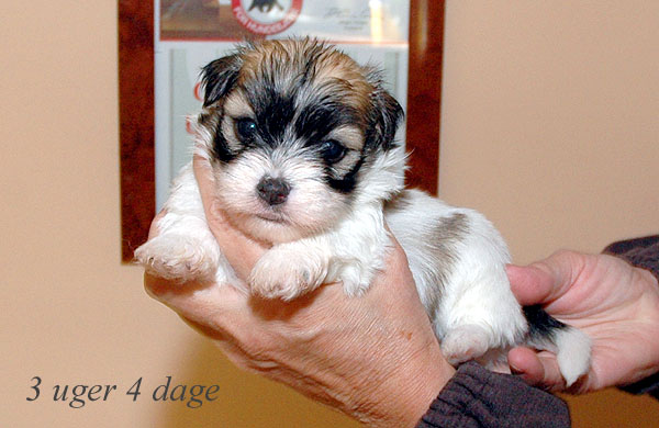 Abby bichon havanese hvalp hundehvalp bichon havanais hvalpe hundehvalpe
