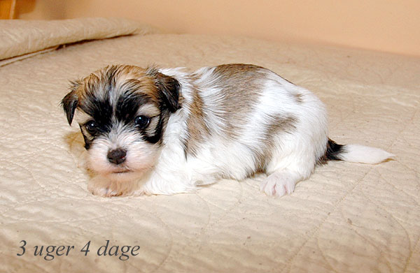 Abby bichon havanese hvalp hundehvalp bichon havanais hvalpe hundehvalpe