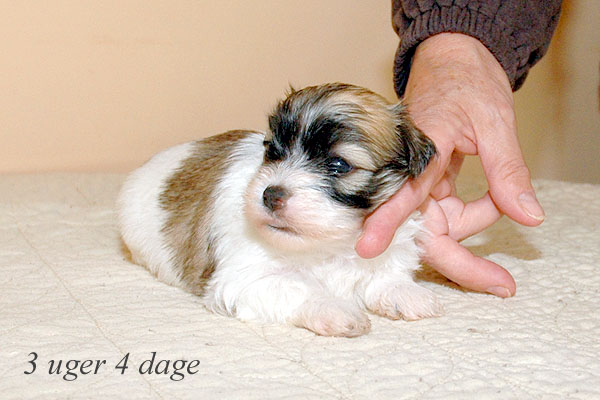 Abby bichon havanese hvalp hundehvalp bichon havanais hvalpe hundehvalpe