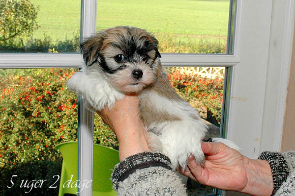 Abby bichon havanese hvalp hundehvalp bichon havanais hvalpe hundehvalpe