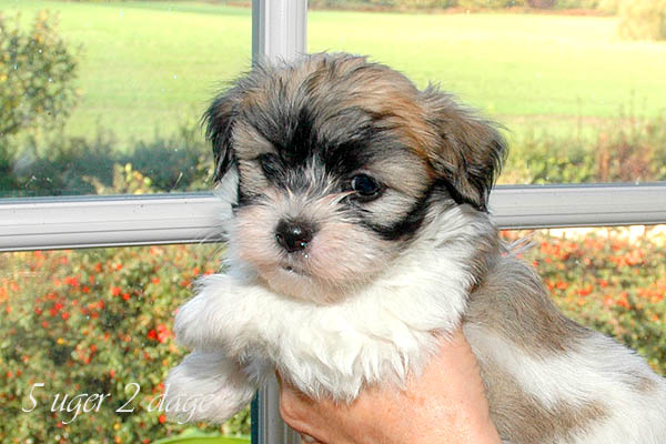 Abby bichon havanese hvalp hundehvalp bichon havanais hvalpe hundehvalpe