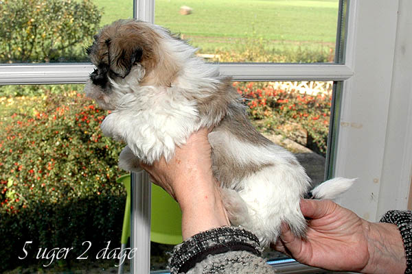 Abby bichon havanese hvalp hundehvalp bichon havanais hvalpe hundehvalpe