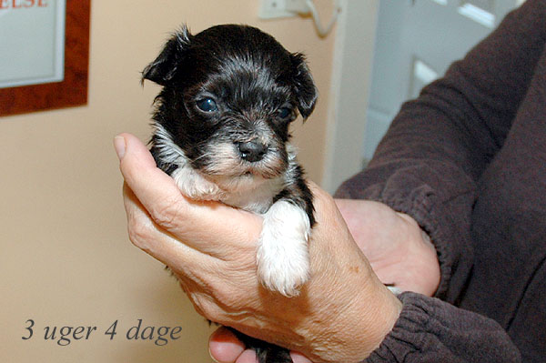Alfi bichon havanese hvalp hundehvalp bichon havanais hvalpe hundehvalpe