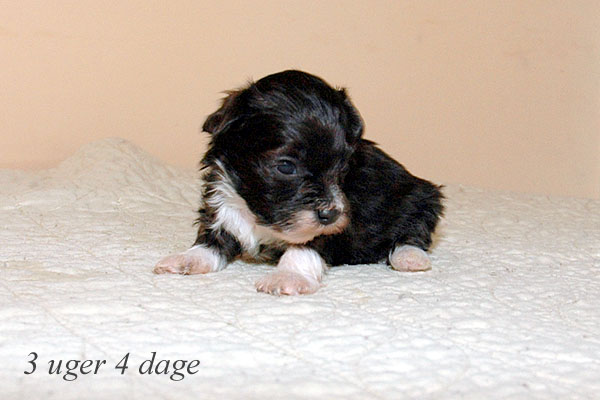 Alfi bichon havanese hvalp hundehvalp bichon havanais hvalpe hundehvalpe