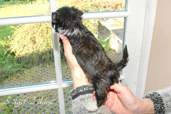 Alfi bichon havanese hvalp hundehvalp bichon havanais hvalpe hundehvalpe