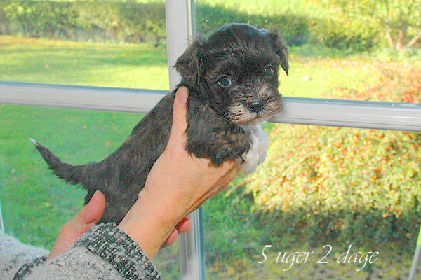 Alfi bichon havanese hvalp hundehvalp bichon havanais hvalpe hundehvalpe