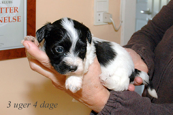Alfred bichon havanese hvalp hundehvalp bichon havanais hvalpe hundehvalpe