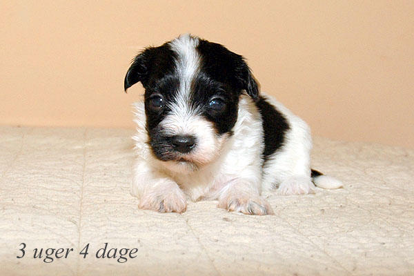 Alfred bichon havanese hvalp hundehvalp bichon havanais hvalpe hundehvalpe
