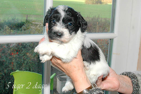 Alfred bichon havanese hvalp hundehvalp bichon havanais hvalpe hundehvalpe