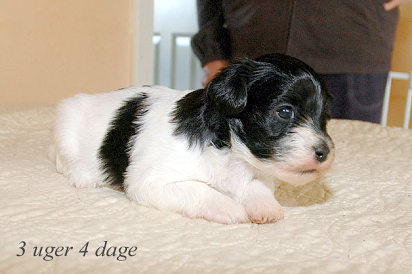 Alma bichon havanese hvalp hundehvalp bichon havanais hvalpe hundehvalpe