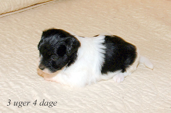 Alma bichon havanese hvalp hundehvalp bichon havanais hvalpe hundehvalpe