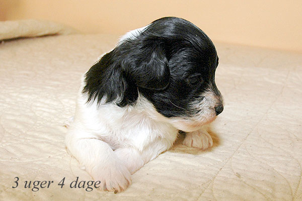 Alma bichon havanese hvalp hundehvalp bichon havanais hvalpe hundehvalpe