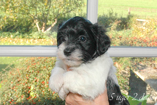 Alma bichon havanese hvalp hundehvalp bichon havanais hvalpe hundehvalpe