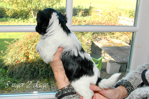 Alma bichon havanese hvalp hundehvalp bichon havanais hvalpe hundehvalpe