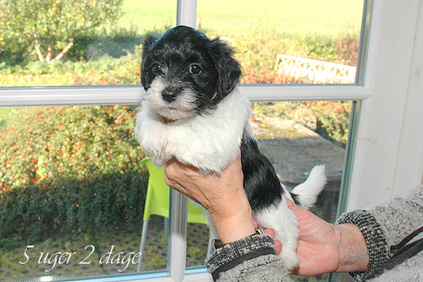 Alma bichon havanese hvalp hundehvalp bichon havanais hvalpe hundehvalpe