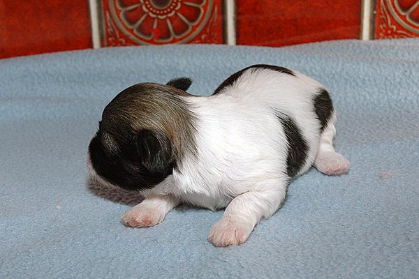 Amanda bichon havanese hvalp hundehvalp bichon havanais hvalpe hundehvalpe