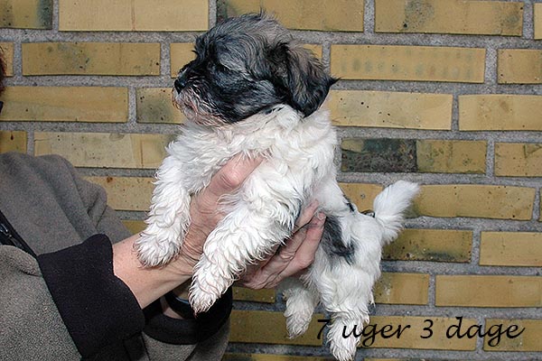 Amanda bichon havanese hvalp hundehvalp bichon havanais hvalpe hundehvalpe