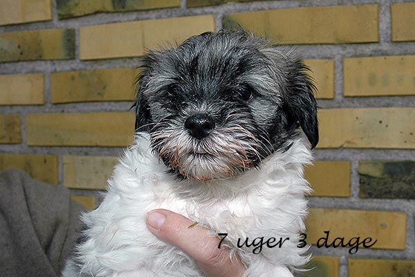 Amanda bichon havanese hvalp hundehvalp bichon havanais hvalpe hundehvalpe