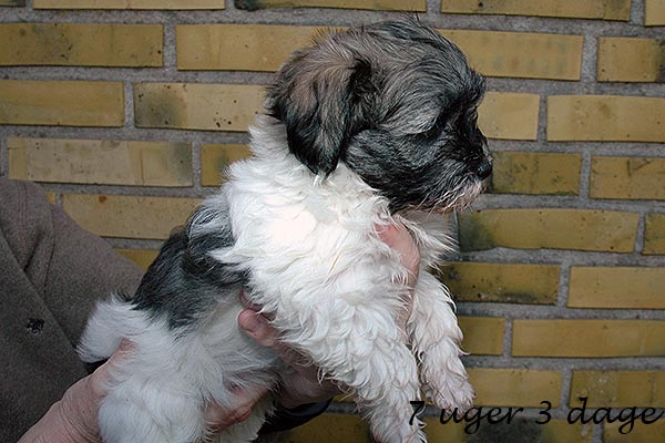 Amanda bichon havanese hvalp hundehvalp bichon havanais hvalpe hundehvalpe