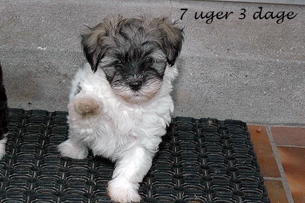 Amanda bichon havanese hvalp hundehvalp bichon havanais hvalpe hundehvalpe