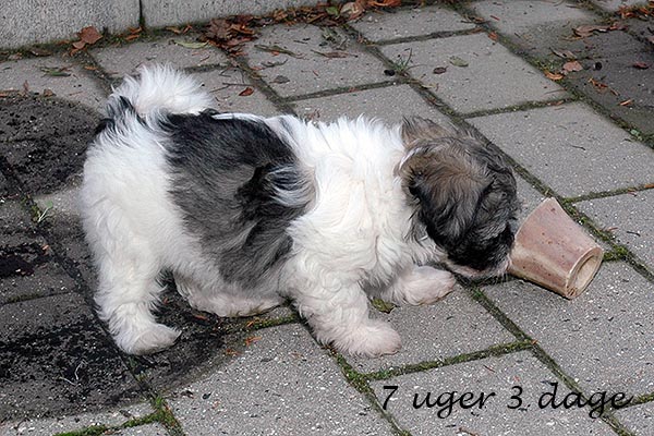 Amanda bichon havanese hvalp hundehvalp bichon havanais hvalpe hundehvalpe