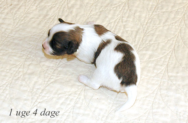 Anton bichon havanese hvalp hundehvalp bichon havanais hvalpe hundehvalpe