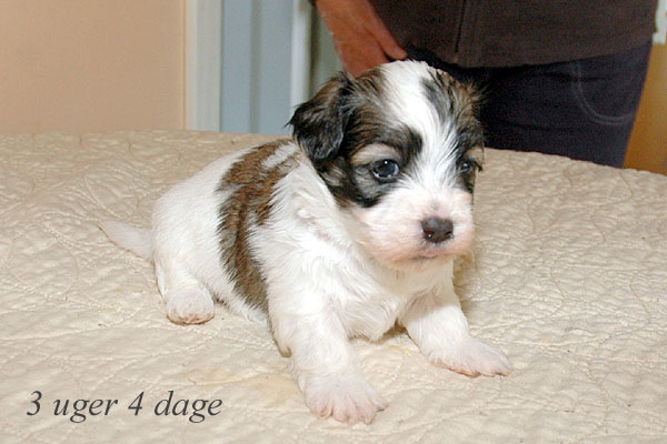 Anton bichon havanese hvalp hundehvalp bichon havanais hvalpe hundehvalpe