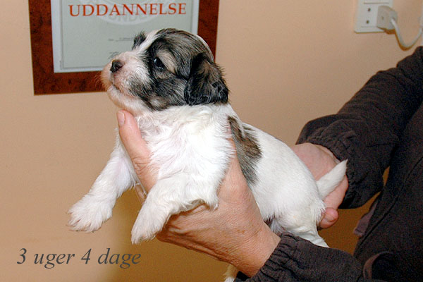 Anton bichon havanese hvalp hundehvalp bichon havanais hvalpe hundehvalpe