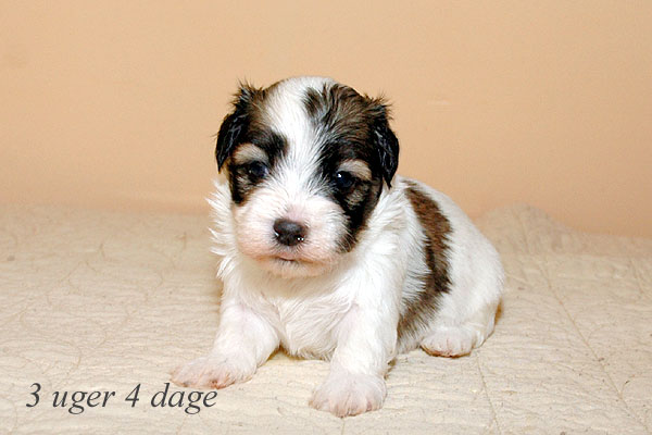 Anton bichon havanese hvalp hundehvalp bichon havanais hvalpe hundehvalpe
