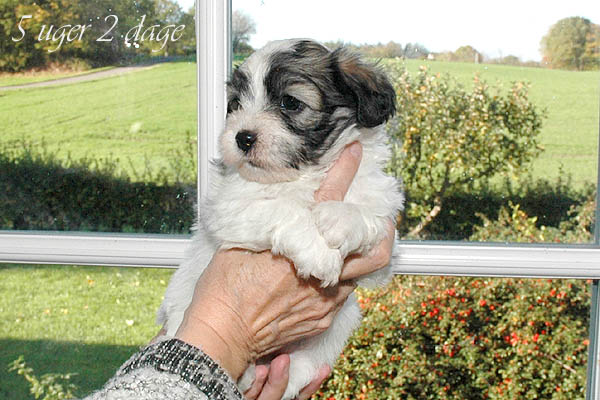 Anton bichon havanese hvalp hundehvalp bichon havanais hvalpe hundehvalpe