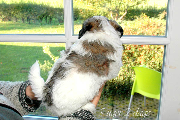 Anton bichon havanese hvalp hundehvalp bichon havanais hvalpe hundehvalpe