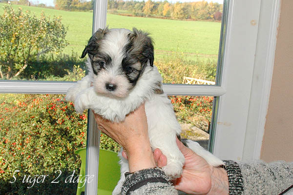 Anton bichon havanese hvalp hundehvalp bichon havanais hvalpe hundehvalpe