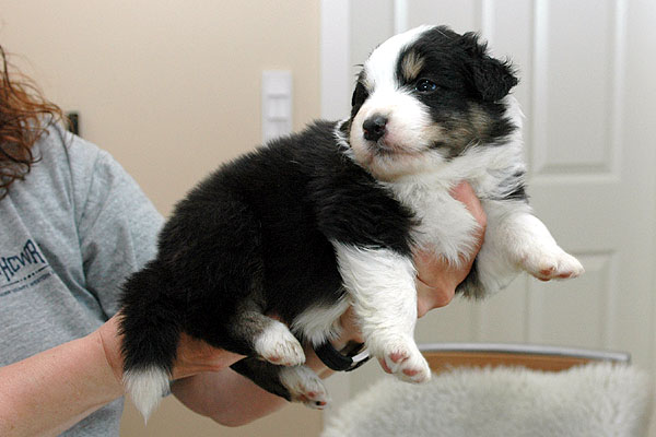 Armaan Aussie hvalp hundehvalp Australian Shepherd hvalpe hundehvalpe