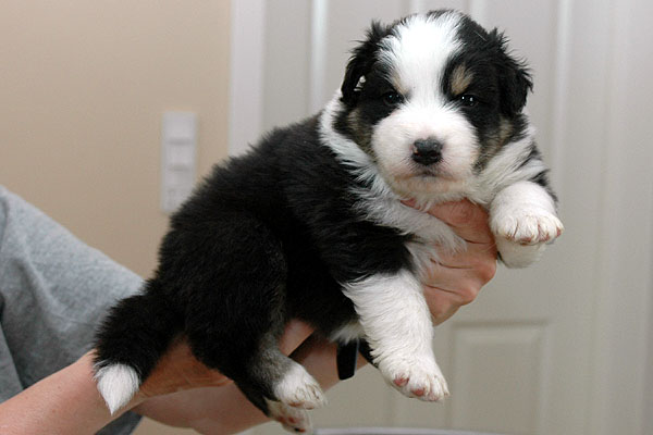 Armaan Aussie hvalp hundehvalp Australian Shepherd hvalpe hundehvalpe