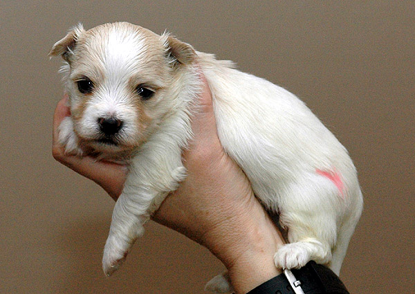 Aske bichon havanese hvalp hundehvalp bichon havanais hvalpe hundehvalpe