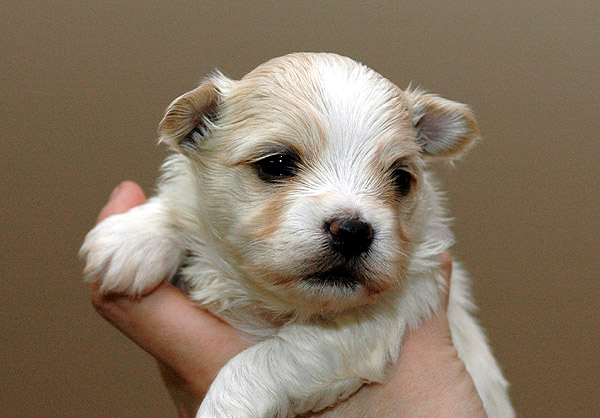 Aske bichon havanese hvalp hundehvalp bichon havanais hvalpe hundehvalpe