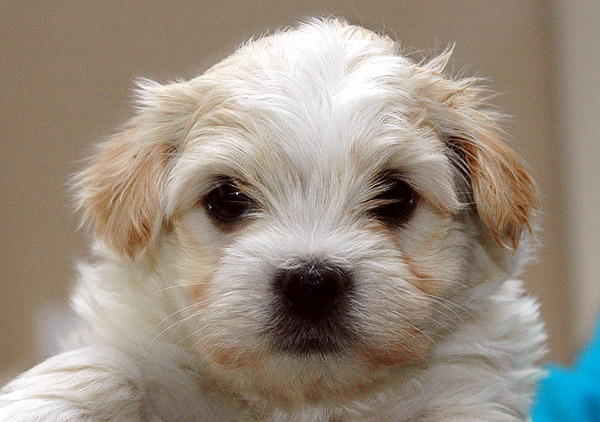 Aske bichon havanese hvalp hundehvalp bichon havanais hvalpe hundehvalpe
