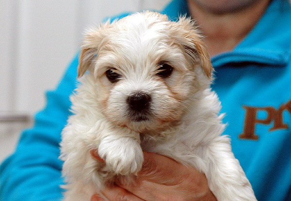 Aske bichon havanese hvalp hundehvalp bichon havanais hvalpe hundehvalpe