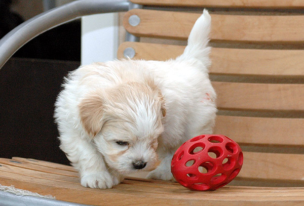 Aske bichon havanese hvalp hundehvalp bichon havanais hvalpe hundehvalpe