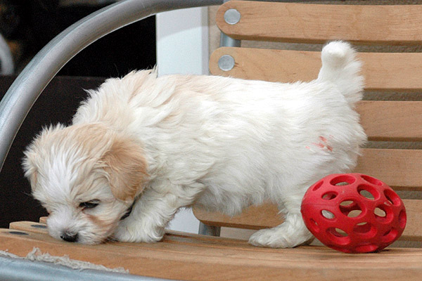 Aske bichon havanese hvalp hundehvalp bichon havanais hvalpe hundehvalpe