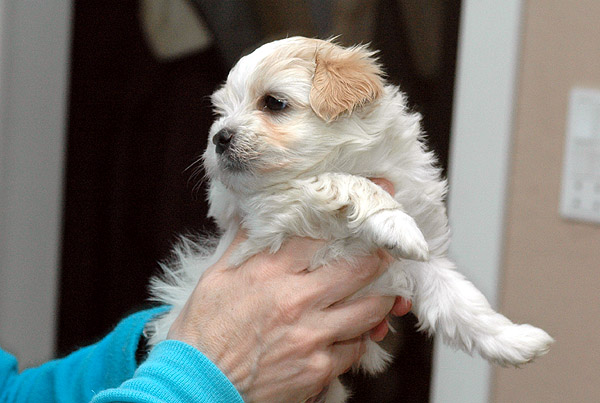 Aske bichon havanese hvalp hundehvalp bichon havanais hvalpe hundehvalpe