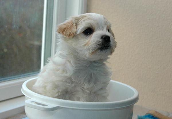 Aske bichon havanese hvalp hundehvalp bichon havanais hvalpe hundehvalpe