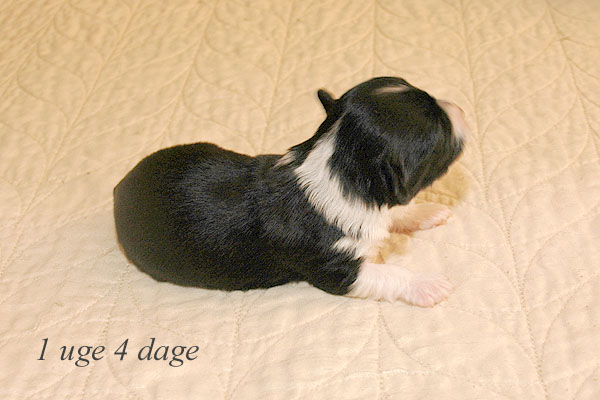 Aslan bichon havanese hvalp hundehvalp bichon havanais hvalpe hundehvalpe