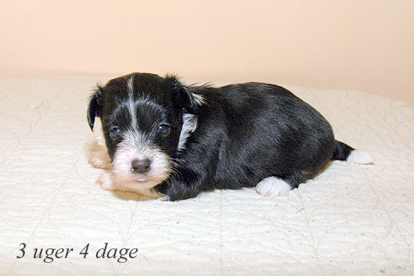 Aslan bichon havanese hvalp hundehvalp bichon havanais hvalpe hundehvalpe