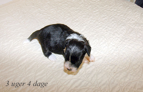 Aslan bichon havanese hvalp hundehvalp bichon havanais hvalpe hundehvalpe