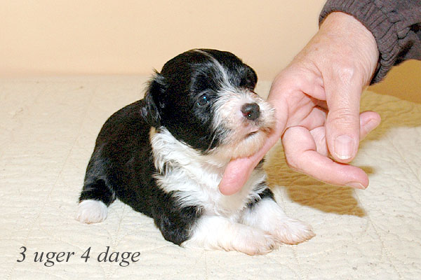 Aslan bichon havanese hvalp hundehvalp bichon havanais hvalpe hundehvalpe