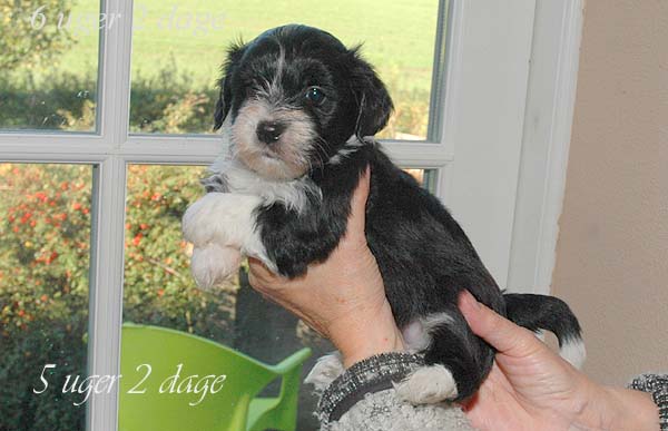 Aslan bichon havanese hvalp hundehvalp bichon havanais hvalpe hundehvalpe