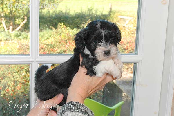 Aslan bichon havanese hvalp hundehvalp bichon havanais hvalpe hundehvalpe