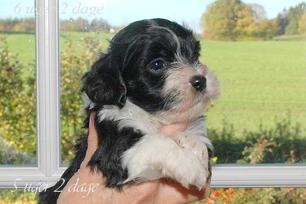 Aslan bichon havanese hvalp hundehvalp bichon havanais hvalpe hundehvalpe